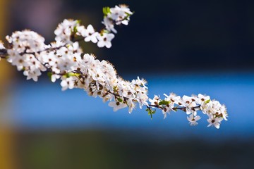 white flowers of sour cherry in rich bloom enjoy soft sunshine in a farm garden, blurred bright colorful postcard with free space