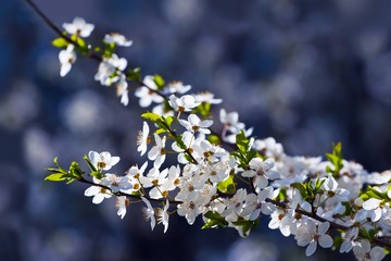 white flowers of sour cherry in rich bloom enjoy soft sunshine in a farm garden, blurred deep blue colorful blossom postcard with free space