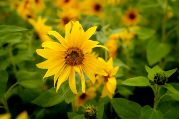Una abeja toma polen de una flor en un campo de girasoles
