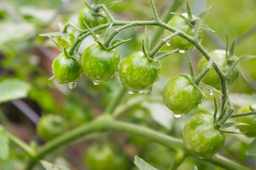 Green cherry tomatoes with raindrops