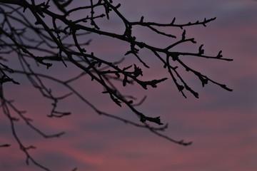 Fototapeta na wymiar Gałązki bez liści w zbliżeniu na tle nieba o zachodzie słońca