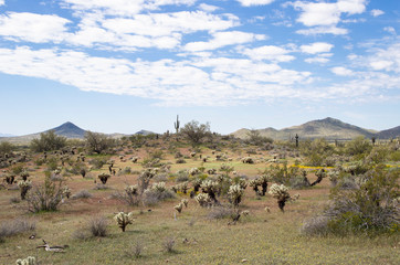 Plants along horizon on desert hike