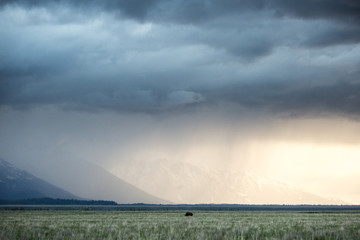 A lone bison walks in front of the mountains in Grand Teton National Park during a storm. 