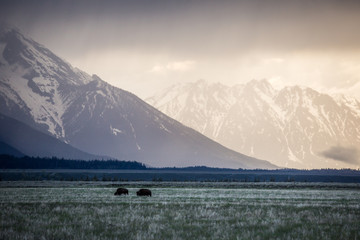 Two bison walk through a field in front of the mountains in Grand Teton National Park during a storm.  © Amy