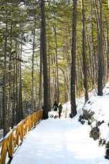 Hike through Pine forest during winter, large trees with clear blue sky in Sarajevo on Trebevic mountain