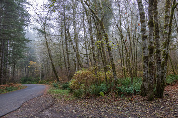 autumn forest in fog with golden autumn ferns