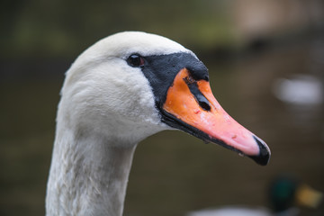 detail of the face of a swan with orange beck