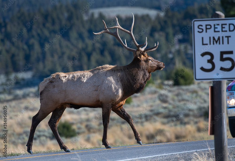 Canvas Prints Bull Elk over the Mammoth valley