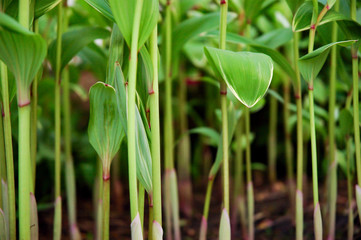 solomon seal stems and leaves
