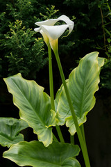 Flor de Cala