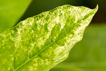 Hoja verde