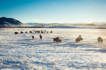 A herd of bison roams through a snowy valley in Grand Teton National Park, Wyoming.  © Amy