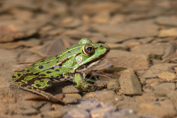 Edible frog (Pelophylax esculentus) sitting at the shoreline of a small pond
