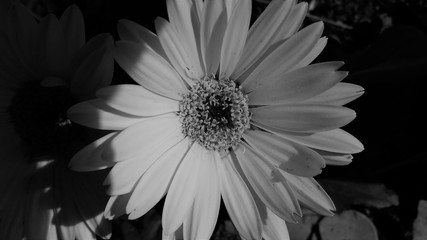 Gerbera daisy ib black and white