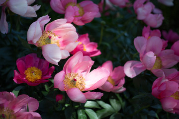 Obraz premium Pink peony flowers in a flower bed. 