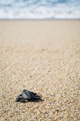 Fototapeta na wymiar A baby sea turtle crawls on the beach toward the ocean. 