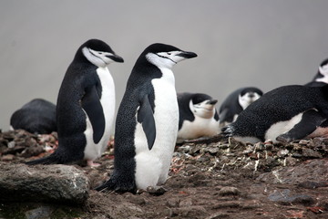 Chinstrap Penguin