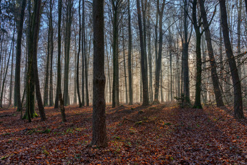 The sun penetrates the fog in the forest and conjures up contrasting shadows in the landscape