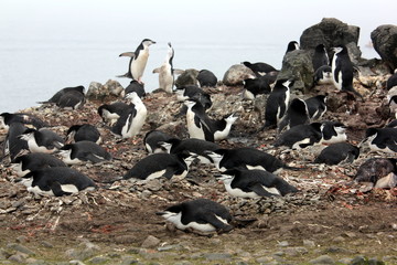Chinstrap Penguin Colony