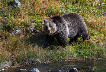 Grizzly feeding before winter