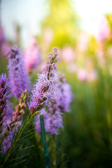 The background image of the colorful flowers