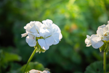 The background image of the colorful flowers