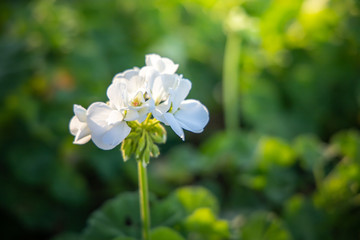 Fototapeta premium The background image of the colorful flowers