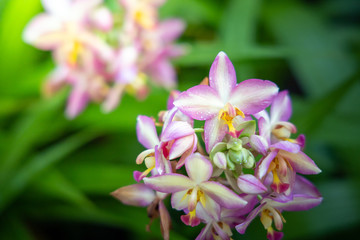 Beautiful blooming orchids in forest