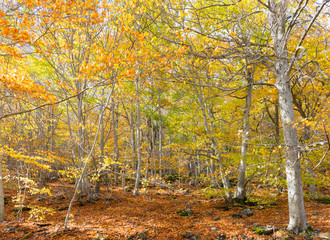 Obraz premium typical autumn landscape of a forest with yellow and brown leaves in branches and on the floor. The sunbeam rays come through the trees lighting the ground, the stones and the leaves. Horizontal photo
