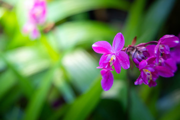 Beautiful blooming orchids in forest