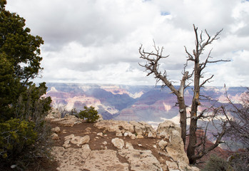Dead tree overlooking canyon