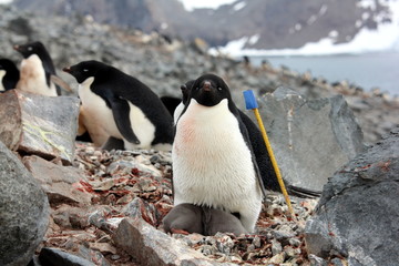 Adelie Penguin with Babies