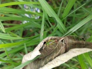dragonfly on leaf