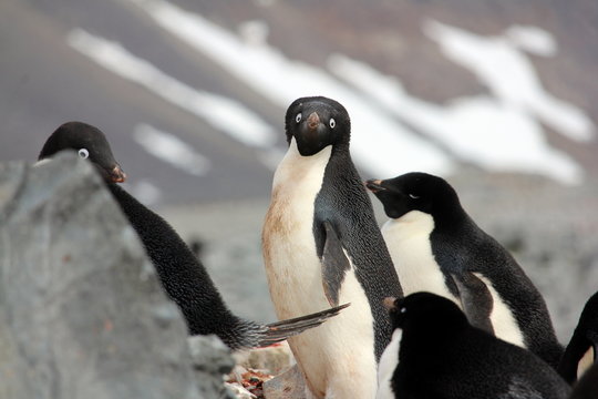 Adeliepinguin Bilder Durchsuchen 5,921 Archivfotos,