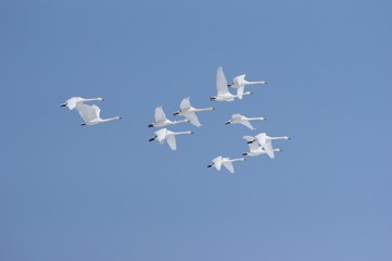Whooper Swans in the sky, Hokkaido in Japan　青空とオオハクチョウの群れ　北海道