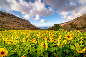 Campo de girasoles en el norte de Gran Canaria. 