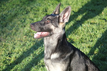 German Shepard Puppy At Park