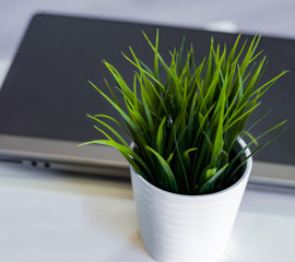 Business background with green plant in white pot on white table, selective focus.