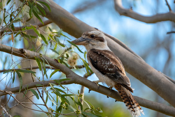 animals and birds in Queensland Australia