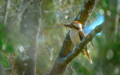 animals and birds in Queensland Australia
