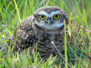 Owl on the roof 12