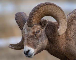 Big Horn Ram