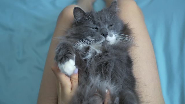 girl stroking a gray fluffy cat on her feet
