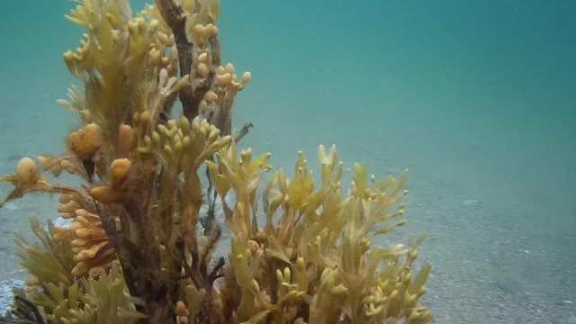 video circling around underwater