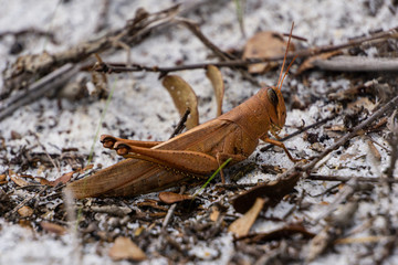 Rusty Bird Grasshopper (Schistocerca rubiginosa) at Seabranch Preserve State Park, Martin County, Florida, USA