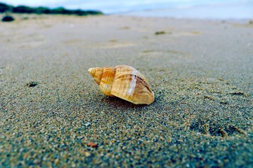 shell on the beach