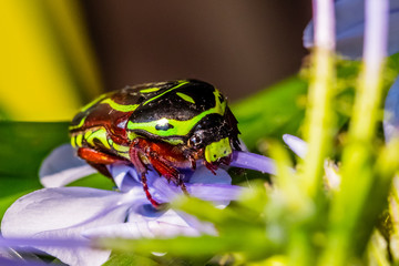 A green fiddler Beetle on flowers