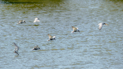 animals and birds in Queensland Australia