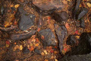wet ground in autumn season with stone and fall color leaf