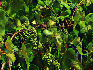 Grapes Background